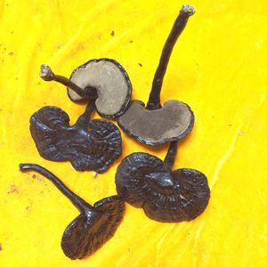 野生黑芝