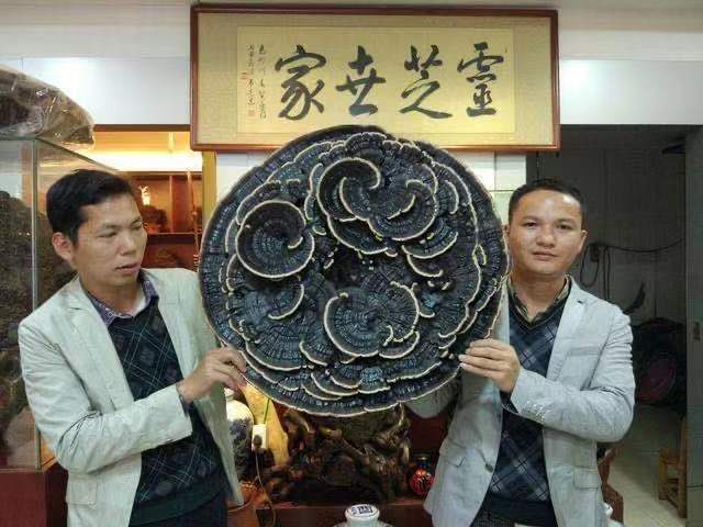 灵芝哥1.jpg
